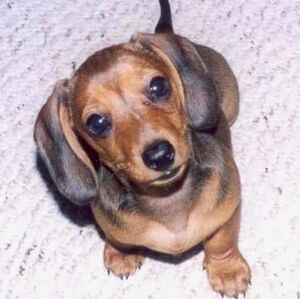 Meet your Posher, Sonya